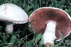 قارچ خوراکی معمولی 